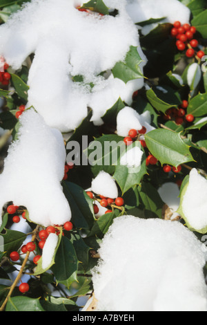 Baie de houx de Noël Feuilles avec fruits rouges recouverts de neige fraîche Banque D'Images