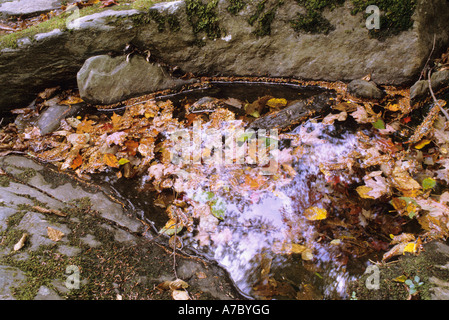 Close up de feuilles tombées à l'automne en piscine de l'eau entourée de rochers Banque D'Images