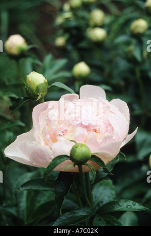 Fleur de pivoine rose en pleine floraison entouré de bourgeons dans le jardin. Banque D'Images