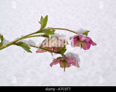 Lenten Rose fleurs Helleborus x hybridus formulaire rose floraison dans la neige profonde dans un jardin. Banque D'Images