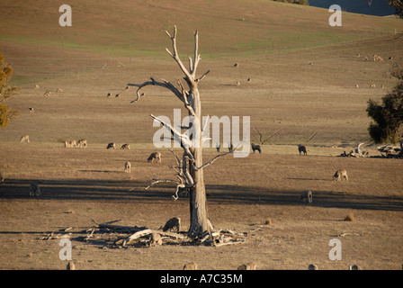 Des moutons paissant dans des conditions de sécheresse du sud de l'Tablelands NSW Australie Banque D'Images