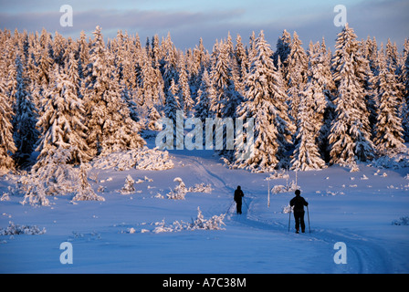 Ski de fond en forêt Norvège Sjusjoen Banque D'Images