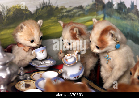 Un détail de chatons Tea Party, partie d'une collection d'animaux naturalisés par taxidermiste victorien Walter Potter. Banque D'Images