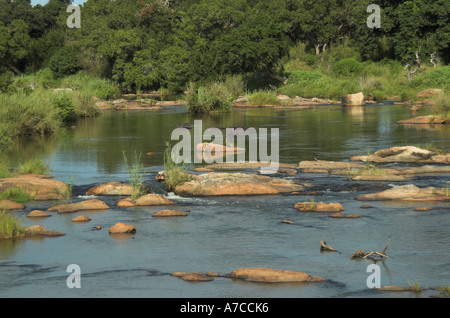 Hippopotame (Hippopotamus amphibious) Afrique du Sud Banque D'Images
