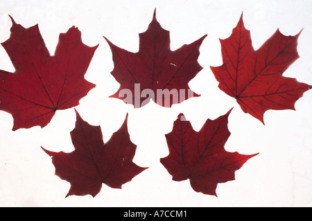 Feuilles d'érable pressé dans un papier ciré par les enfants Banque D'Images
