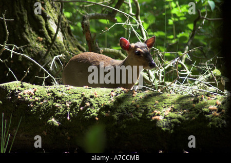 (Muntiacus reevesi Muntjac) dans une forêt, UK Banque D'Images