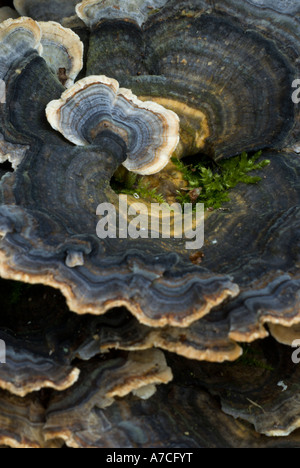 Plusieurs polypores zonés, Coriolus versicolor, pays de Galles, Royaume-Uni. Banque D'Images