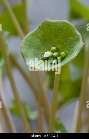 Salade de purinslane d'hiver, Montia perfoliata, Pays de Galles, Royaume-Uni. Banque D'Images