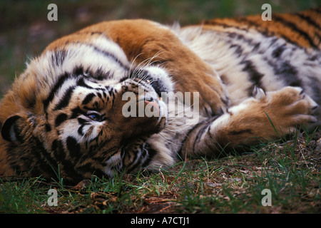 Tigre de Sibérie Panthera tigris altaica reposant sur le dos portant sur les animaux en captivité au sol en Amérique du Nord Banque D'Images