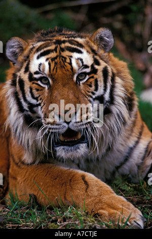 Tigre de Sibérie Panthera tigris altaica des animaux en captivité en Amérique du Nord Banque D'Images