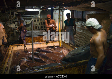 Thon à nageoires jaunes de tri dans le réservoir de rétention de trawler prête pour le déchargement dans Port de Caldera Costa Rica Amérique Centrale Banque D'Images
