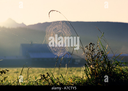 Couvert de Rosée spider web se bloque à partir de hautes herbes au lever du soleil avec l'étable des bovins laitiers dans l'ombre de la Skagit l'État de Washington, USA Banque D'Images