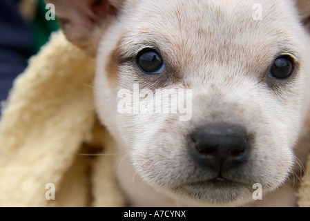 Le fox terrier puppy dog Banque D'Images