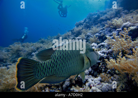 Moyen Orient Mer Rouge Napoleonfish Cheilinus undulatus Banque D'Images