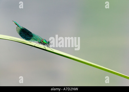 Calyopteryx demoiselle demoiselle bagués femelle vierge Banque D'Images