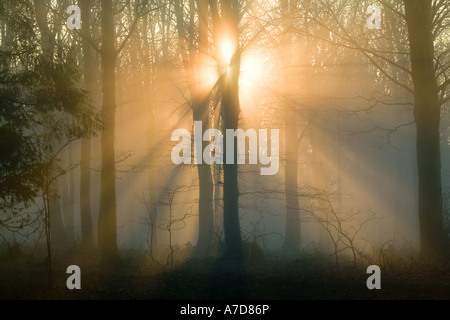 Aube lumière produisant des faisceaux de lumière d'or sur un matin d'hiver gel si les arbres dans une forêt, Dorset, England, UK Banque D'Images