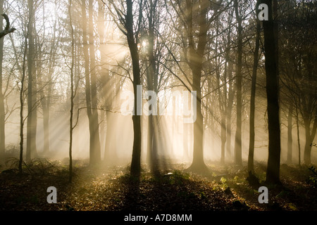 Aube lumière produisant des faisceaux de lumière d'or sur un matin d'hiver gel si les arbres dans une forêt, Dorset, England, UK Banque D'Images