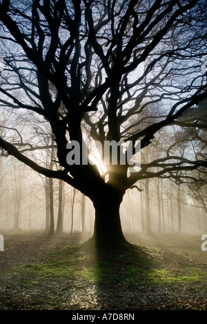 Aube lumière produisant des faisceaux de lumière sur un matin d'hiver gel si un énorme chêne arbre dans une forêt, Dorset, England, UK Banque D'Images