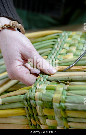 Anna Lewington faire un panier avec des joncs récoltés dans un traditionnel et durable de la rivière Stour, dans le Dorset, Banque D'Images