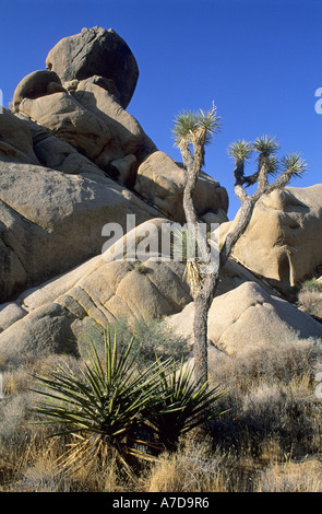 Joshua Tree à Joshua Tree National Park, California, USA Banque D'Images