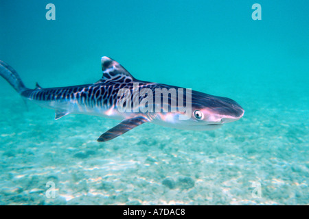 Petit requin tigre Galeocerdo cuvier Oahu Hawaii Pacific N Banque D'Images