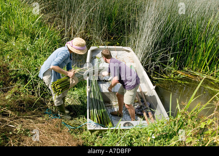 Anna Lewington avec joncs récoltés dans un traditionnel et durable de la rivière Stour, dans le Dorset, Angleterre Banque D'Images