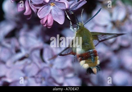 Hemaris tityus l'étroite bordée Bee Hawk moth recueillir le nectar des lilas Banque D'Images