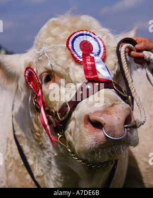 Le Comté de Charolais bull montrent l'Angleterre Banque D'Images