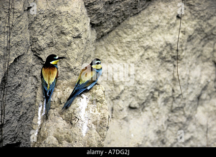 Bienenfresser Merops apiaster Bee eater Europe Banque D'Images