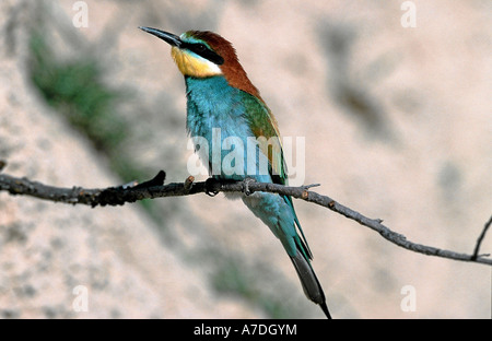 Bienenfresser Merops apiaster Bee eater Europe Estrémadure Espagne Spanien Banque D'Images