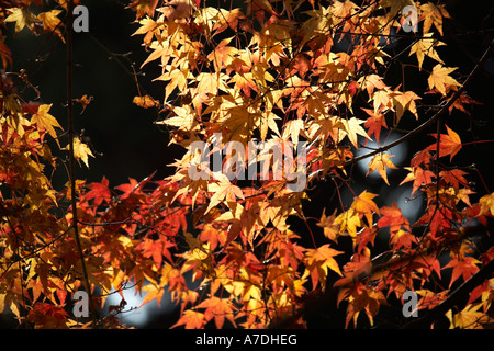 Rouge et Or de l'automne érable feuilles dans le Temple Ryoanji ville de Kyoto Japon Asie Banque D'Images