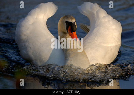 Hoeckerschwan Le Cygne tuberculé Cygnus olor Europe Europa Banque D'Images