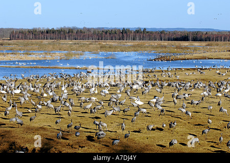 Vogelzug Tanz der Kraniche Blick auf Tanzplatz Hornborga Voir le Vogelzug Banque D'Images