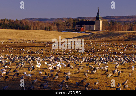 Vogelzug Tanz der Kraniche Blick auf Tanzplatz Hornborga Voir le Vogelzug Banque D'Images