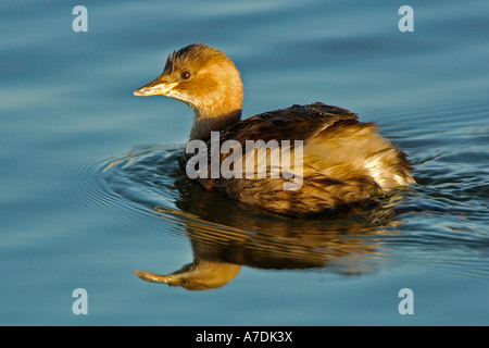 Zwergtaucher tachybatus ruficollis Grèbe Europe Europa Banque D'Images