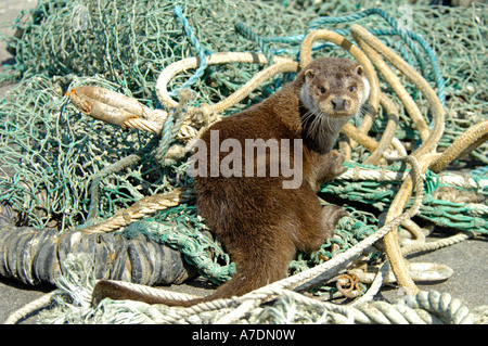 Loutre sauvage Port Mallaig Inverness-shire région des Highlands Scotland UK Banque D'Images