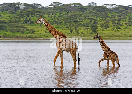 Les Masais Girafe (Giraffa camelopardalis tippelskirchi), le père et les jeunes de se perdre dans des points d'eau, Tanzanie, Serengeti NP, lac N Banque D'Images