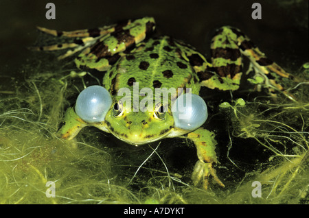 Grenouille comestible européen commun, edible frog (Rana kl. esculenta, Rana esculenta), coassant Banque D'Images