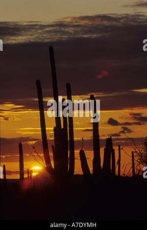 Cactus saguaro (Carnegiea gigantea, Cereus giganteus), au coucher du soleil, USA, Arizona, Saguaro NP Banque D'Images