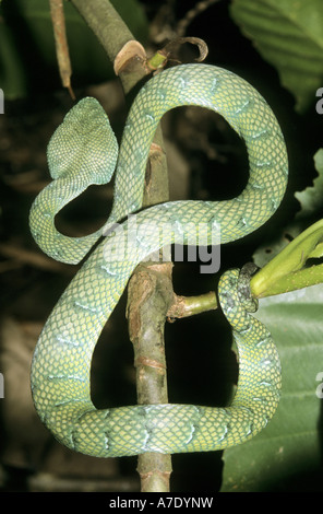 Wagler's Pit Viper, Viper's palm Wagler (Trimeresurus wagleri Tropidolaemus wagleri), Banque D'Images