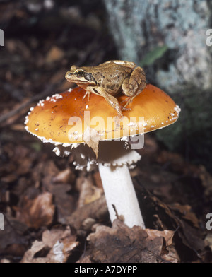 Grenouille agile, ressort de la grenouille (Rana dalmatina), sur l'agaric fly, Allemagne Banque D'Images