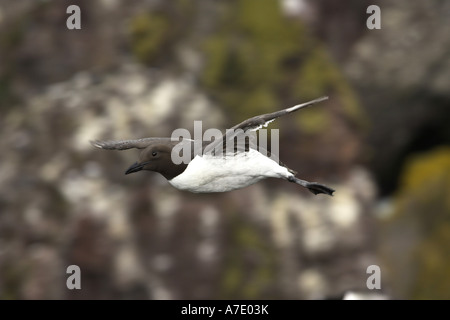 Common guillemot (Uria aalge), battant Banque D'Images