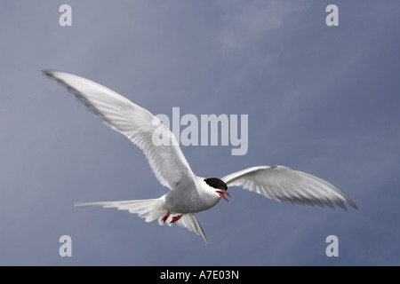 Sterne arctique (Sterna paradisaea), défendre son territoire Banque D'Images