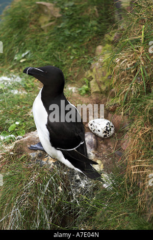 Petit pingouin (Alca torda), lieu de reproduction Banque D'Images