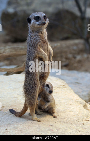 À queue fine, suricate (Suricata suricatta) suricates, jeune infirmière Banque D'Images