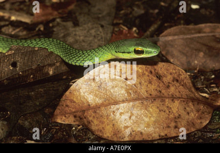 La Vine Snake, Serpent de vigne Copes (Oxybelis brevirostris), portrait Banque D'Images