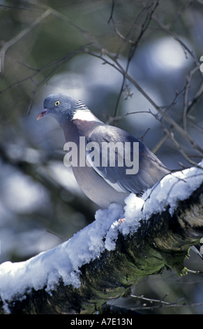 Pigeon ramier (Columba palumbus), en hiver avec de la neige Banque D'Images
