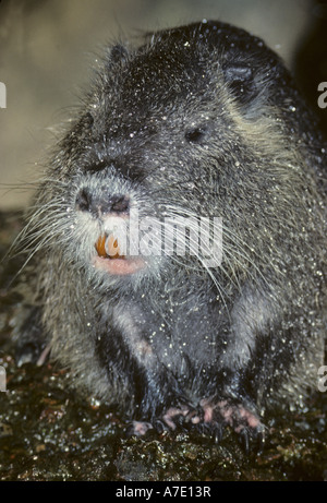 Ragondin, le ragondin (Myocastor coypus), portrait Banque D'Images