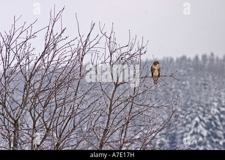 Eurasian buzzard (Buteo buteo), sur l'arbre en hiver, Allemagne, Bade-Wurtemberg Banque D'Images