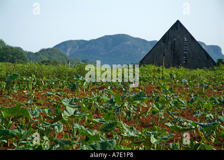 Champ avec un séchage du tabac dans la vallée de Vinales Cuba hut Banque D'Images